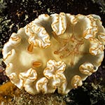 Ardeadoris symmetrica