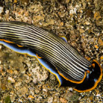 Armina sp. 2
