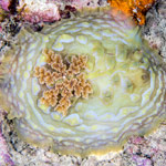 Asteronotus cespitosus