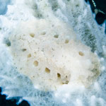 Atagema sp. 8