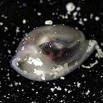 Atys semistriatus