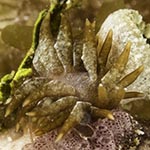 Baeolidia sp. C