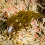 Baeolidia cf variablis