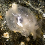 Berthella sp. A