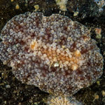 Carminodoris bifurcata