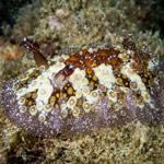Carminodoris estrelyado