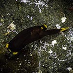 Chelidonura flavolabata