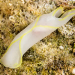 Chelidonura electra