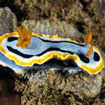 Chromodoris annae