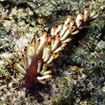 Coryphellina delicata