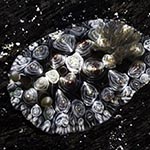 Dendrodoris tuberculosa
