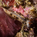 Dermatobranchus fortunatus