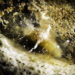 Discodorid s. p8