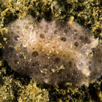 Discodoris sp. C