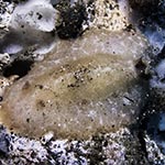 Discodorid sp. C