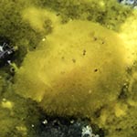 Doriopsis granulosa