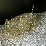 Doridomorpha gardineri