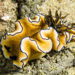 Doriprismatica sibogae