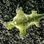 Elysia sp. G