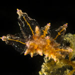 Eubranchus ocellatus