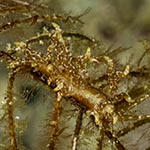 Eubranchus sp. F