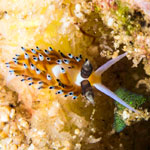 Favorinus tsuruganus