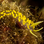 Flabellina sp. 9