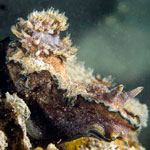 Glossodoris cincta
