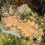 Glossodoris hikuerensis