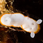 Goniobranchus albonares