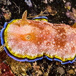 Goniobranchus albopunctatus