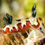 Goniobranchus fidelis
