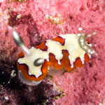Goniobranchus fidelis