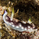 Goniobranchus geometricus