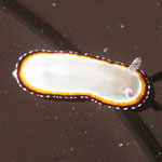 Goniobranchus preciosus