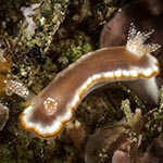 Goniobranchus sp. 42