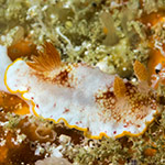 Goniobranchus sp. 9