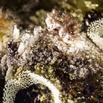 Pelagella sp. 5