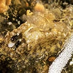 Pelagella sp. A