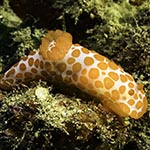 Gymnodoris impudica