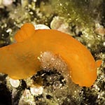 Gymnodoris inornata