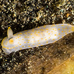 Gymnodoris sp. 47