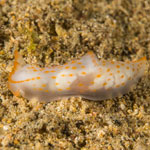 Gymnodoris sp 48