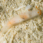 Gymnodoris sp 54