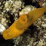 Gymnodoris sp. 10