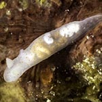 Gymnodoris sp. H