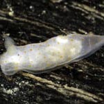 Gymnodoris sp. N