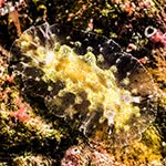 Halgerda albocristata
