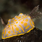 Halgerda aurantiomaculata
