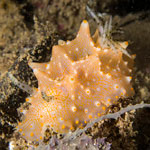 Halgerda batangas